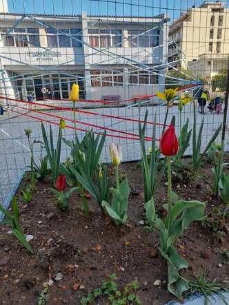 10/ΘΕΣΙΟ 15ο ΔΗΜΟΤΙΚΟ ΣΧΟΛΕΙΟ ΚΑΛΛΙΘΕΑ ΜΥΤΙΛΗΝΗΣ 15ο ΔΗΜΟΤΙΚΟ ΣΧΟΛΕΙΟ ΜΥΤΙΛΗΝΗΣ