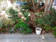 Σχολικός Κήπος