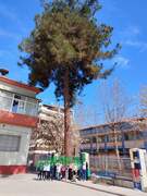 Το μεγάλο μας πεύκο