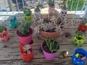 Τα παχύφυτα μας 