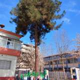 Το μεγάλο μας πεύκο