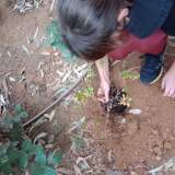 ΦΥΤΕΥΣΗ ΒΟΤΑΝΩΝ ΑΠΟ ΠΑΙΔΙΑ