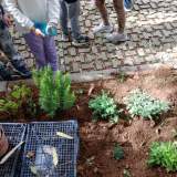 ΦΥΤΕΥΣΗ ΒΟΤΑΝΩΝ ΑΠΟ ΠΑΙΔΙΑ