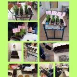 Ο ρόλος της βλάστησης στη διήθηση του νερού.