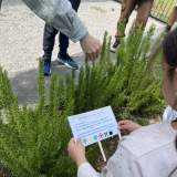 Εξασκώντας την ανάγνωση μας, επιλέγουμε τη σωστή ταμπέλα και την τοποθετούμε στο φυτό