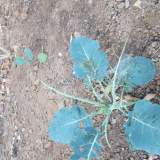 Παρατήρηση προσβολής- κάμπιες εν δράσει