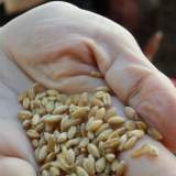 φύτευση σιταριού στην πίσω αυλή