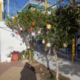 Tα δέντρα της αυλής μας στολίστηκαν για τα Χριστούγεννα με μηνύματα οικολογικά.